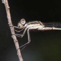 Austrolestes leda at Acton, ACT - 21 Jan 2022