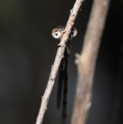 Austrolestes leda at Acton, ACT - 21 Jan 2022