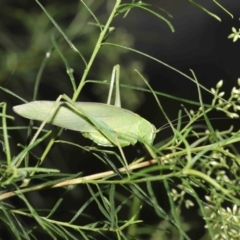 Caedicia simplex (Common Garden Katydid) at ANBG - 23 Jan 2022 by TimL