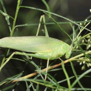 Caedicia simplex at Acton, ACT - 23 Jan 2022