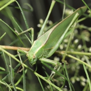 Caedicia simplex at Acton, ACT - 23 Jan 2022 12:39 PM