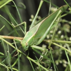 Caedicia simplex at Acton, ACT - 23 Jan 2022