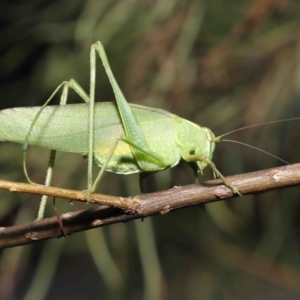 Caedicia simplex at Acton, ACT - 23 Jan 2022