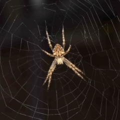 Backobourkia (genus) (An orb weaver) at Evatt, ACT - 24 Jan 2022 by TimL