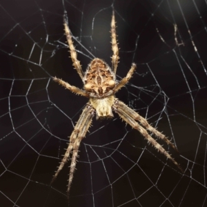 Backobourkia sp. (genus) at Evatt, ACT - 24 Jan 2022