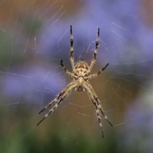 Backobourkia sp. (genus) at Evatt, ACT - 24 Jan 2022