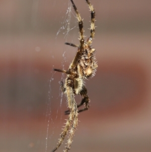 Backobourkia sp. (genus) at Evatt, ACT - 24 Jan 2022 12:30 PM