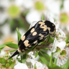 Hoshihananomia leucosticta (Pintail or Tumbling flower beetle) at Acton, ACT - 21 Jan 2022 by TimL