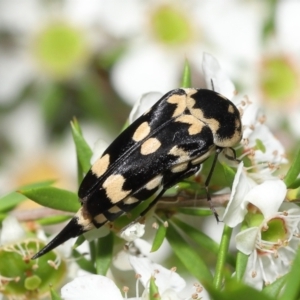 Hoshihananomia leucosticta at Acton, ACT - 21 Jan 2022 11:54 AM