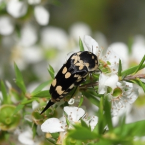 Hoshihananomia leucosticta at Acton, ACT - 21 Jan 2022 11:54 AM