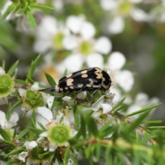 Hoshihananomia leucosticta at Acton, ACT - 21 Jan 2022 11:54 AM