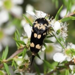 Hoshihananomia leucosticta at Acton, ACT - 21 Jan 2022 11:54 AM