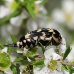 Hoshihananomia leucosticta at Acton, ACT - 21 Jan 2022