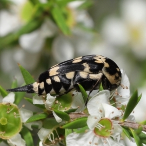 Hoshihananomia leucosticta at Acton, ACT - 21 Jan 2022 11:54 AM