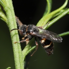 Bembecinus sp. (genus) (A sand wasp) at Acton, ACT - 21 Jan 2022 by TimL