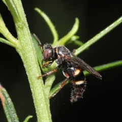 Bembecinus sp. (genus) at Acton, ACT - 21 Jan 2022