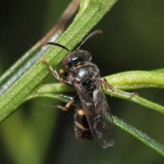 Bembecinus sp. (genus) at Acton, ACT - 21 Jan 2022