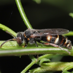 Bembecinus sp. (genus) at Acton, ACT - 21 Jan 2022