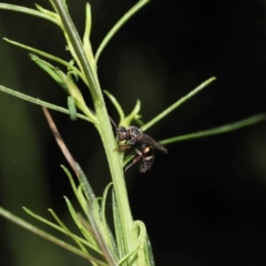 Bembecinus sp. (genus) at Acton, ACT - 21 Jan 2022