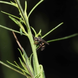 Bembecinus sp. (genus) at Acton, ACT - 21 Jan 2022