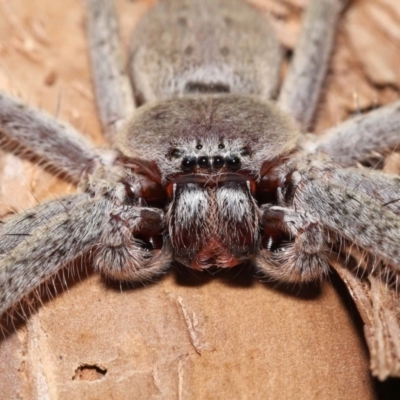 Isopeda sp. (genus) (Huntsman Spider) at Acton, ACT - 21 Jan 2022 by TimL