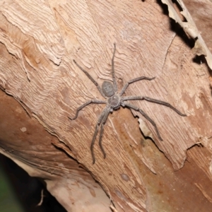 Isopeda sp. (genus) at Acton, ACT - 21 Jan 2022