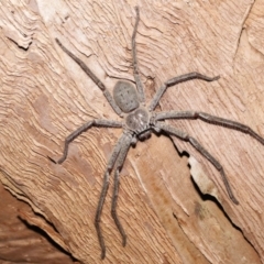 Isopeda sp. (genus) at Acton, ACT - 21 Jan 2022