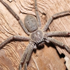 Isopeda sp. (genus) at Acton, ACT - 21 Jan 2022