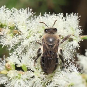 Paracolletes crassipes at Acton, ACT - 27 Jan 2022