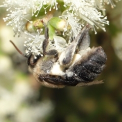 Paracolletes crassipes at Acton, ACT - 27 Jan 2022 10:52 AM