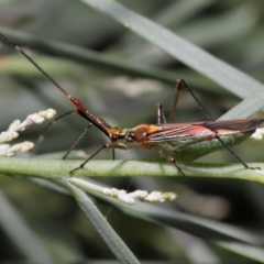 Rayieria acaciae (Acacia-spotting bug) at ANBG - 21 Jan 2022 by TimL