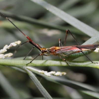 Rayieria acaciae (Acacia-spotting bug) at Acton, ACT - 21 Jan 2022 by TimL