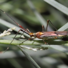 Rayieria acaciae at Acton, ACT - 21 Jan 2022