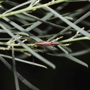 Rayieria acaciae at Acton, ACT - 21 Jan 2022