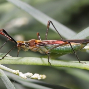 Rayieria acaciae at Acton, ACT - 21 Jan 2022