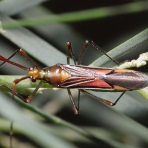 Rayieria acaciae at Acton, ACT - 21 Jan 2022