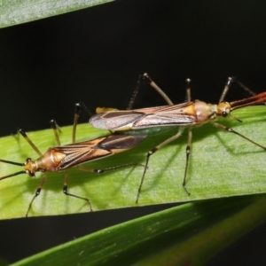 Rayieria acaciae at Acton, ACT - 21 Jan 2022