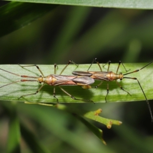 Rayieria acaciae at Acton, ACT - 21 Jan 2022