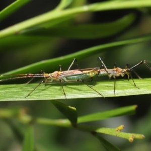 Rayieria acaciae at Acton, ACT - 21 Jan 2022