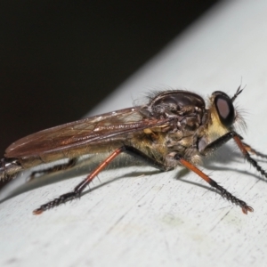 Zosteria rosevillensis at Acton, ACT - 21 Jan 2022