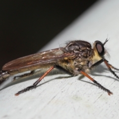 Zosteria rosevillensis (A robber fly) at Acton, ACT - 21 Jan 2022 by TimL