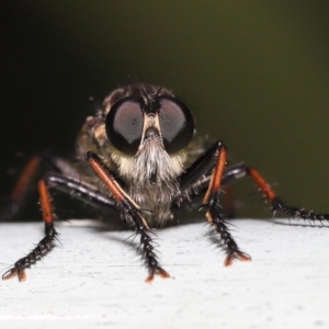 Zosteria rosevillensis at Acton, ACT - 21 Jan 2022 12:07 PM