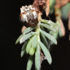 Phoroncidia sextuberculata (Six-knobbed Phoroncidia) at ANBG - 28 Jan 2022 by TimL