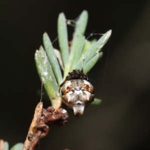 Phoroncidia sextuberculata at Acton, ACT - 28 Jan 2022