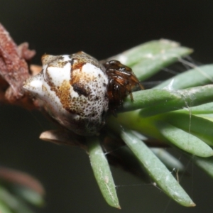 Phoroncidia sextuberculata at Acton, ACT - 28 Jan 2022