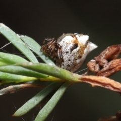 Phoroncidia sextuberculata at Acton, ACT - suppressed