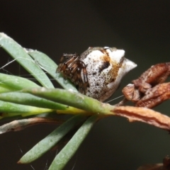 Phoroncidia sextuberculata at Acton, ACT - 28 Jan 2022