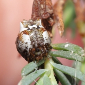 Phoroncidia sextuberculata at Acton, ACT - 28 Jan 2022