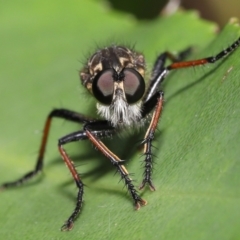 Zosteria rosevillensis (A robber fly) at Acton, ACT - 21 Jan 2022 by TimL