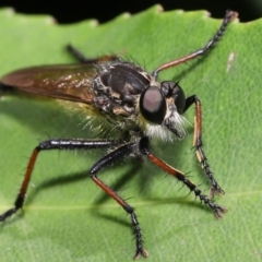 Zosteria rosevillensis at Acton, ACT - 21 Jan 2022